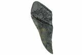 Partial Fossil Megalodon Tooth - South Carolina #250051-1